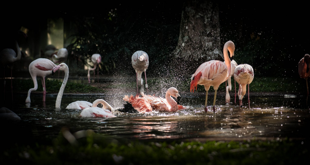 parque das aves flamingos