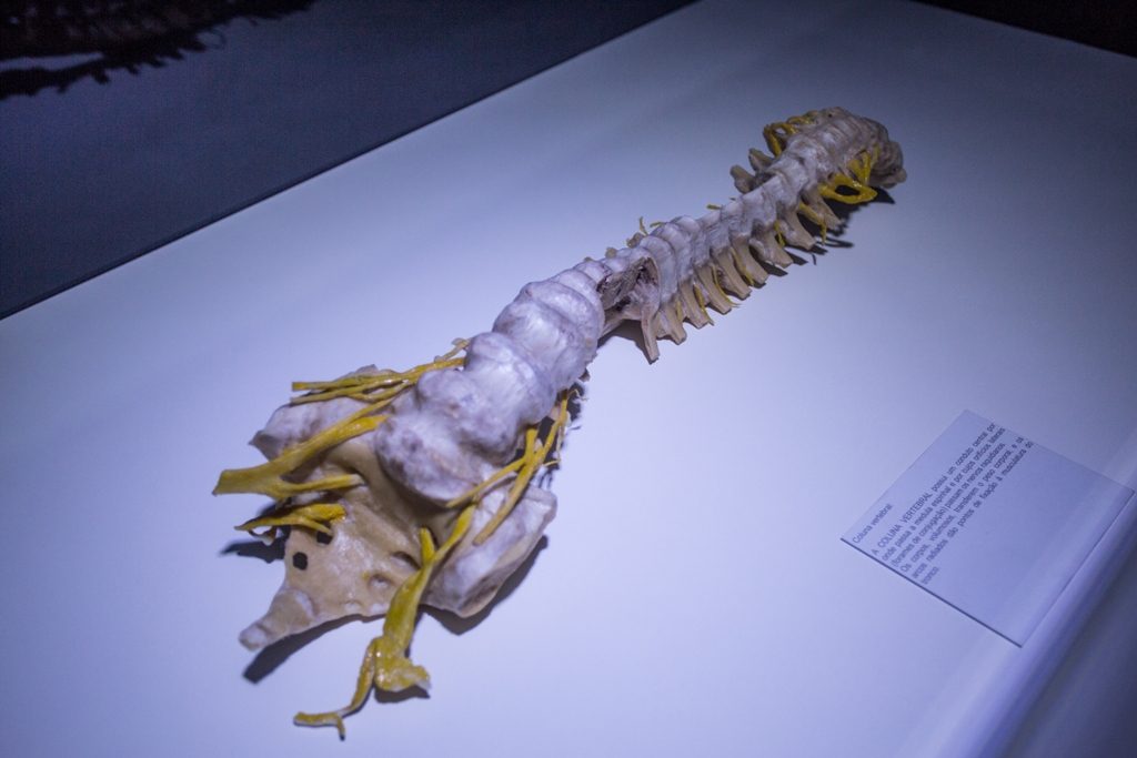 Human Bodies_Fotos Diego Migotto29