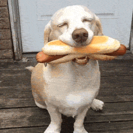 cao dog