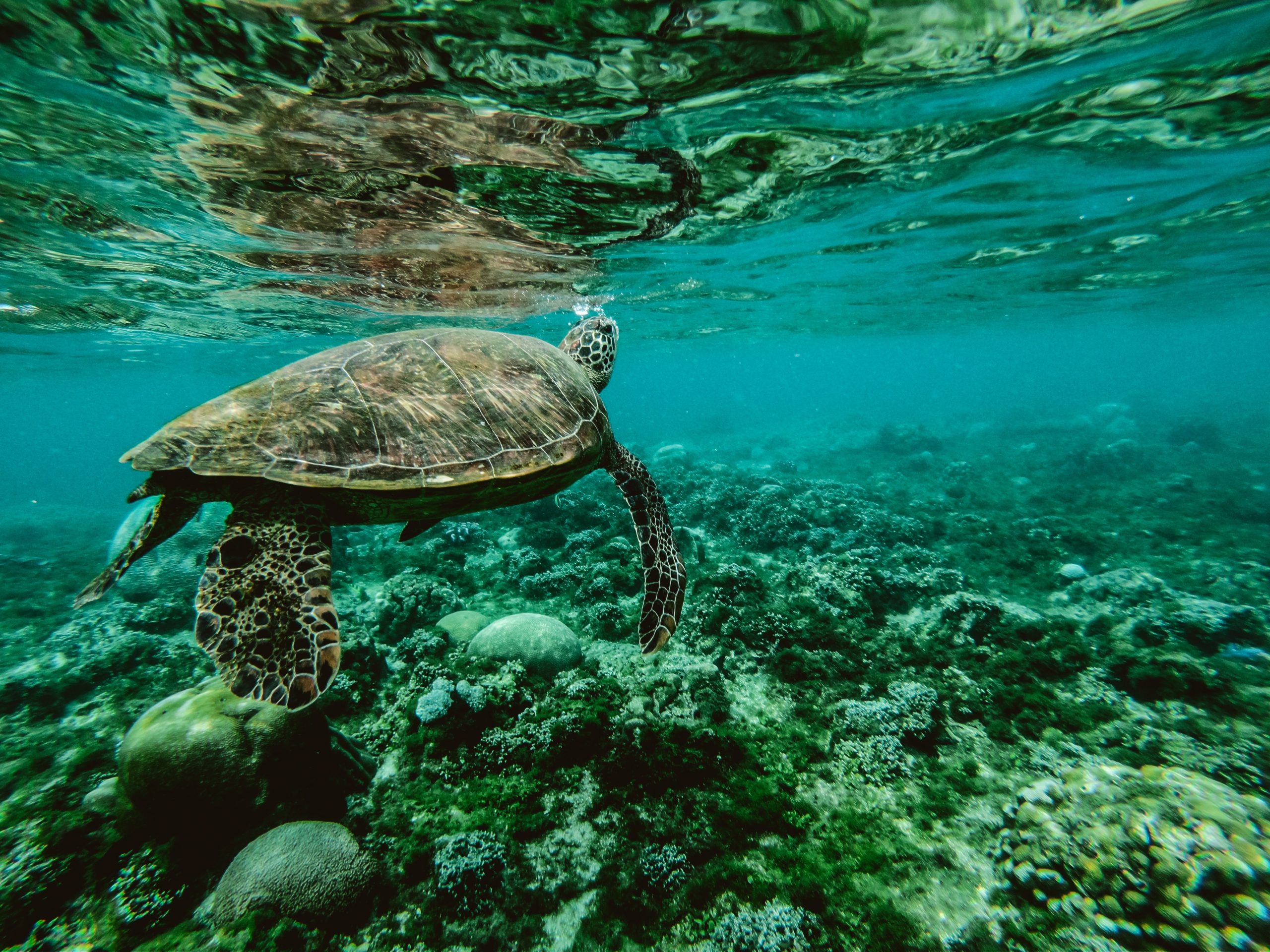 Viagem para Bonito: conheça o melhor lugar para mergulho fluvial