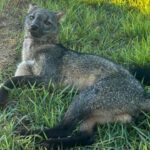 Animais feridos recuperados pela Itaipu serão devolvidos à natureza